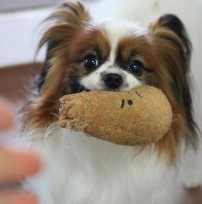 犬５