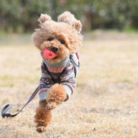 犬６