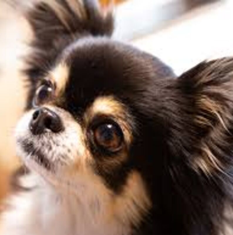 犬３